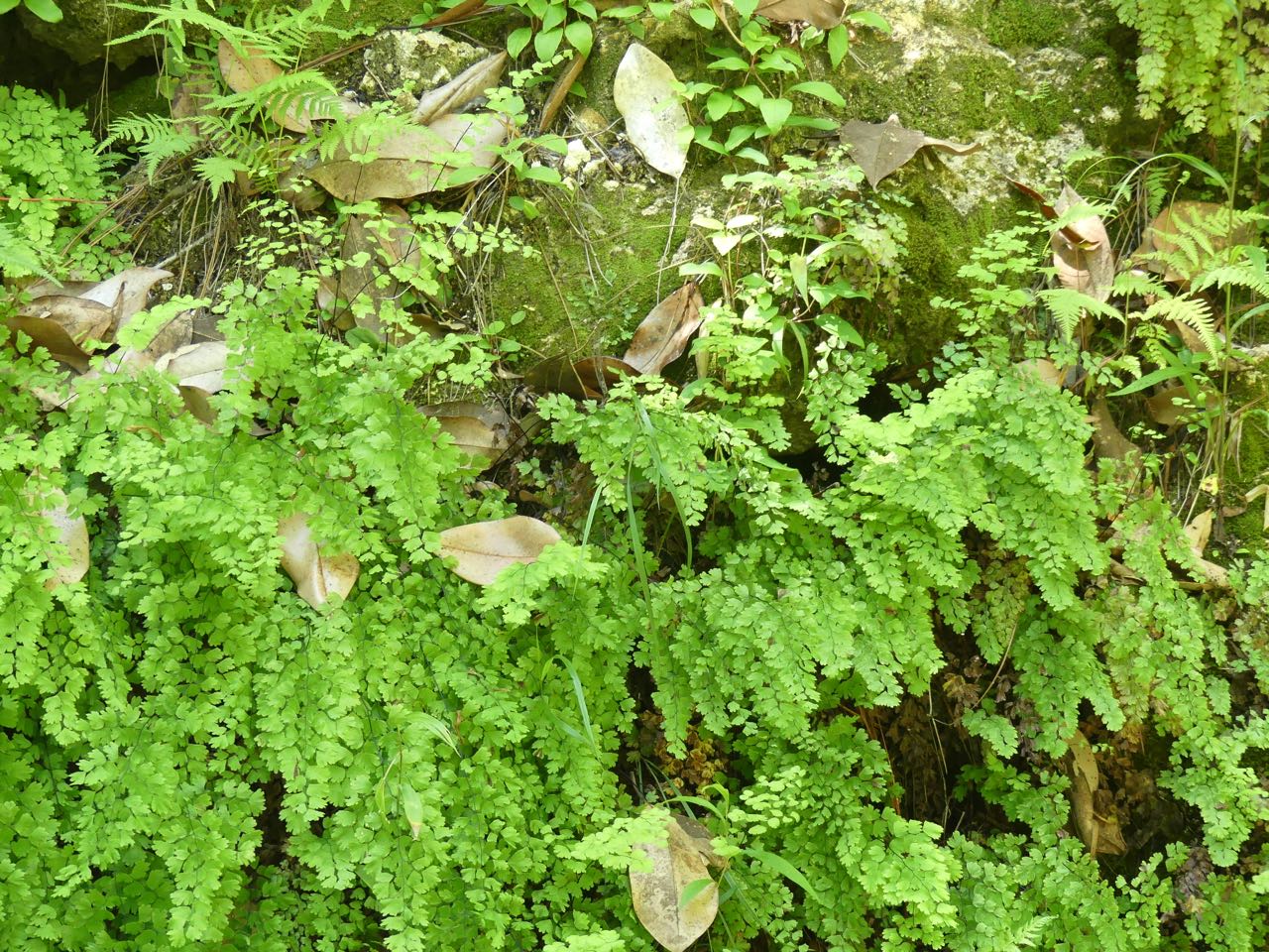 P1390358.jpg