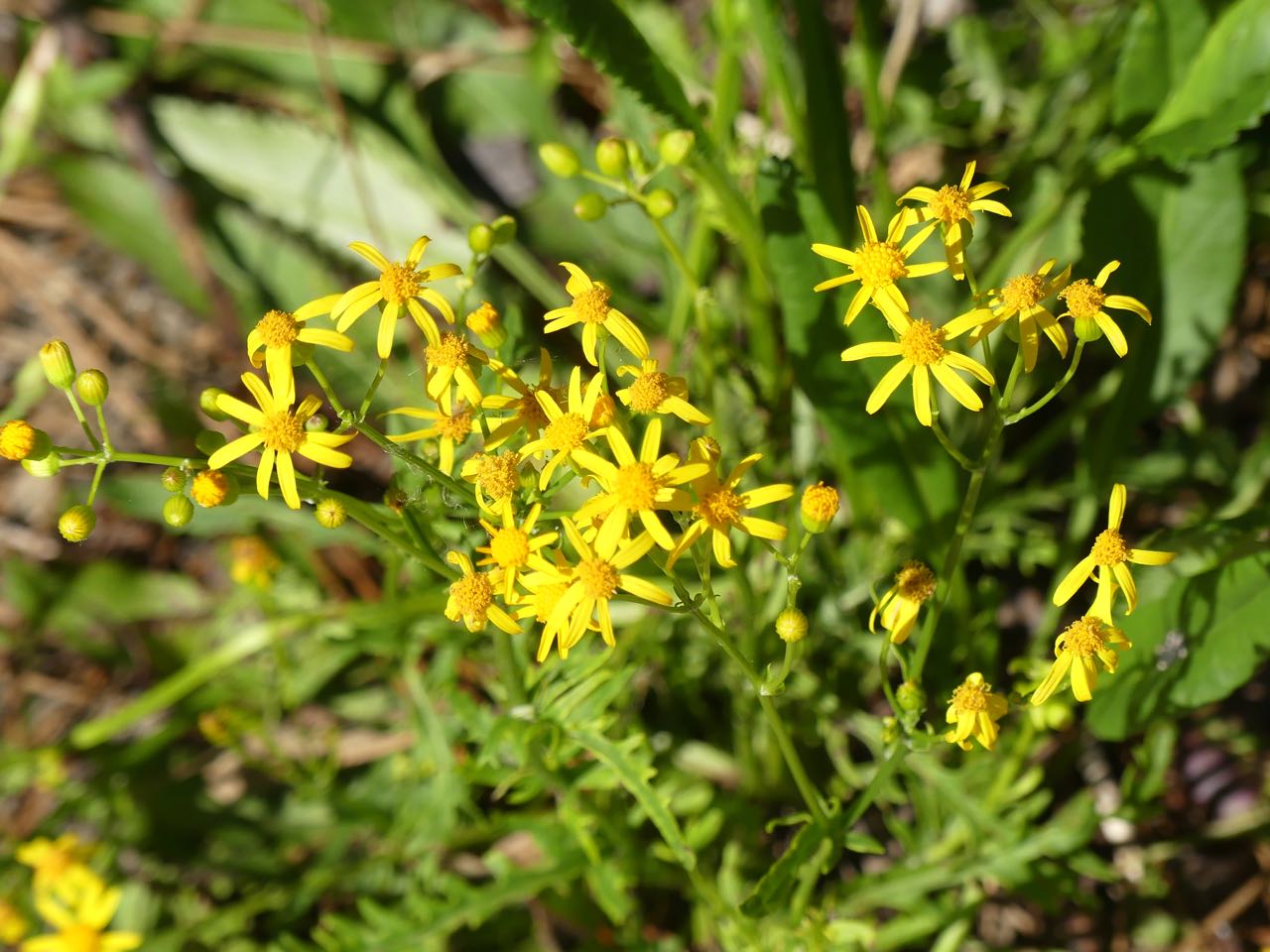 P1390424.jpg