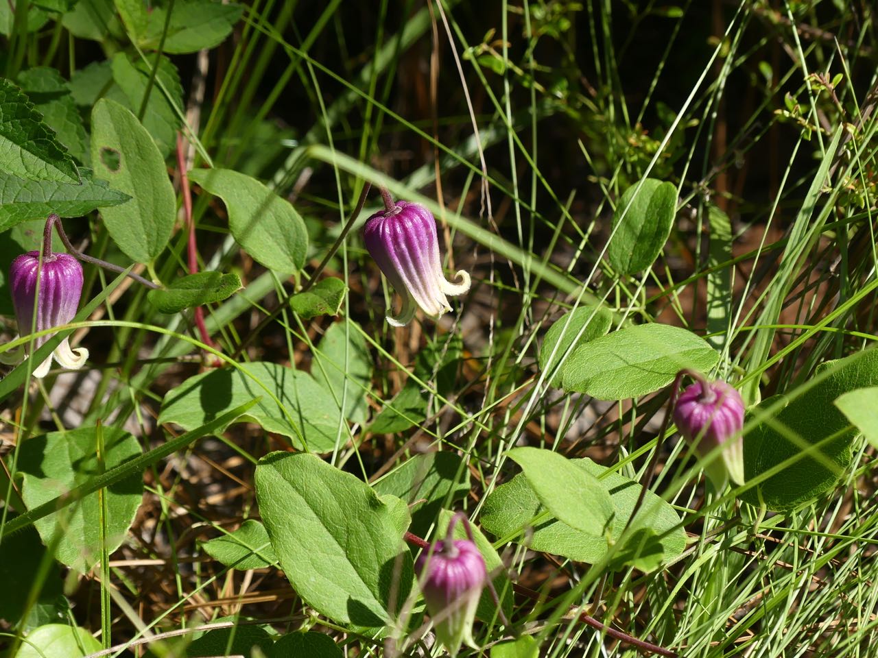 P1390426.jpg
