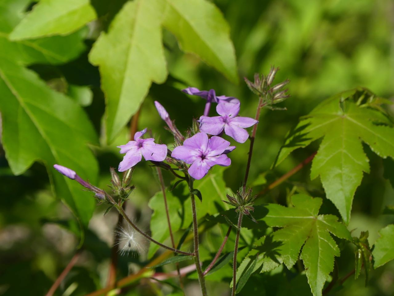 P1390429.jpg