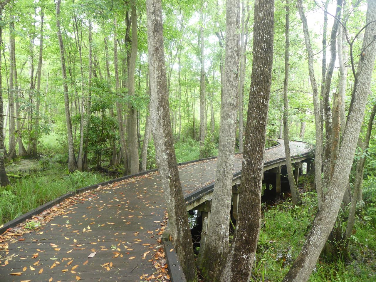 P1390006.jpg