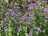1F273CB8-DBD7-498C-90DC-4975CC1F46B1.jpeg